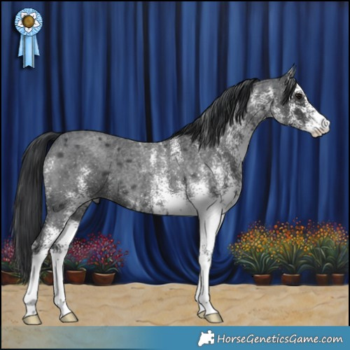 Horse Color:White Spotted Blue Roan 