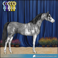 Horse Color:White Spotted Blue Roan