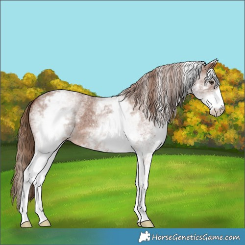 Horse Color:White Spotted Chestnut Sabino 