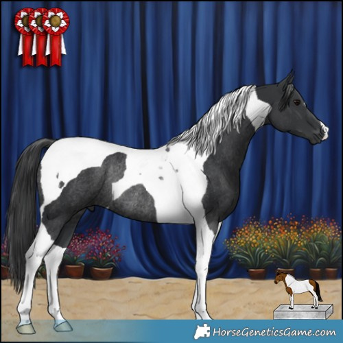 Horse Color:Black Tobiano Rabicano 