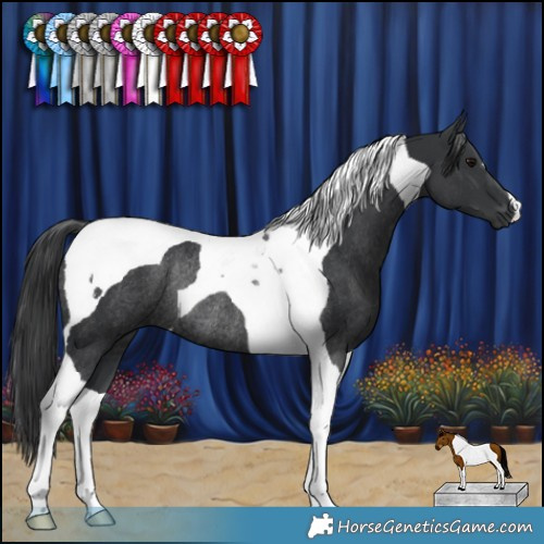 Horse Color:Black Tobiano Rabicano 