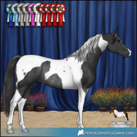 Horse Color:Black Tobiano Rabicano 