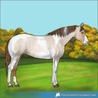 Horse Color:Liver Red Dun Roan Pearl Tobiano Frame 