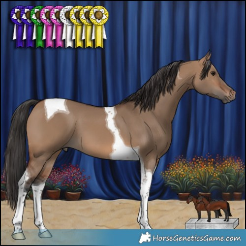 Horse Color:Brown Dun Tobiano 