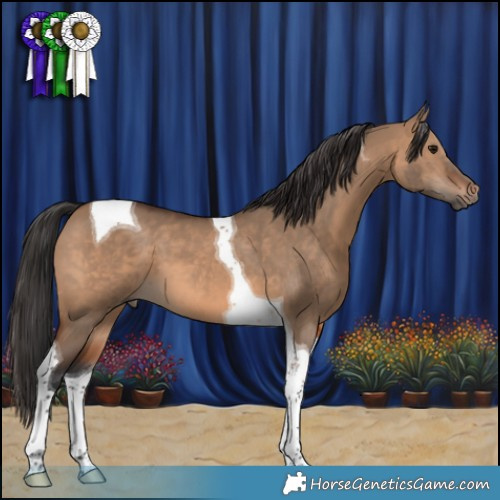 Horse Color:Brown Dun Tobiano 