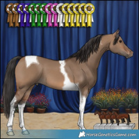 Horse Color:Brown Dun Tobiano 