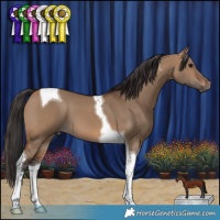 Horse Color:Brown Dun Tobiano