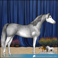 Horse Color:Gray Blue Roan Splash 