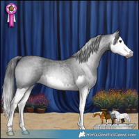 Horse Color:Gray Blue Roan Splash