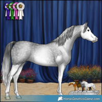 Horse Color:Gray Blue Roan Splash 