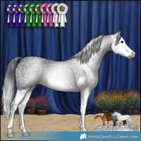 Horse Color:Gray Blue Roan Splash