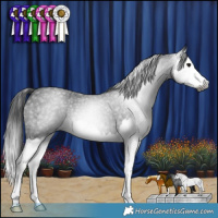 Horse Color:Gray Blue Roan Splash