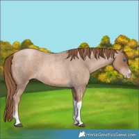 Horse Color:Liver Red Roan Pearl Tobiano Frame 