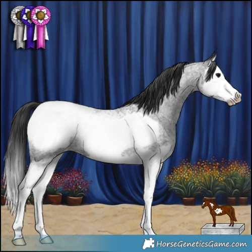 Horse Color:Blue Roan Splash Frame Snowcap 