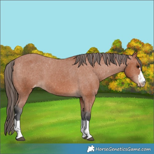Horse Color:Bay Appaloosa