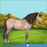 Horse Color:Bay Dun  and Amber Champagne Dun 