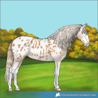 Horse Color:Chestnut Splash Near Leopard 