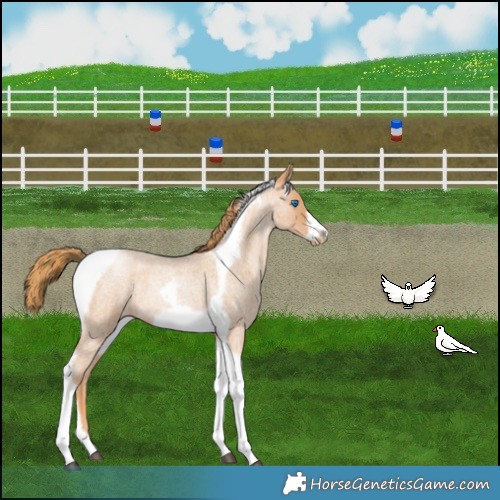 Horse Color:Red Roan Pearl Tobiano Frame 