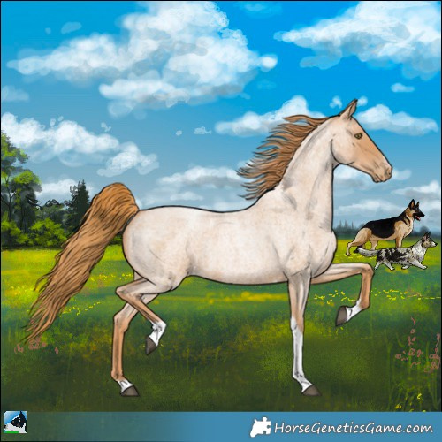 Horse Color:Red Roan Pearl Tobiano Frame