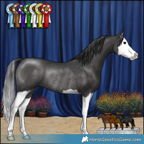 Horse Color:Black Splash Rabicano 