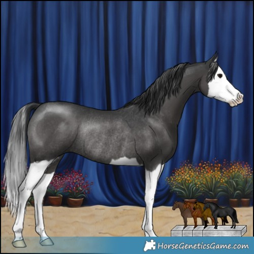 Horse Color:Black Splash Rabicano 
