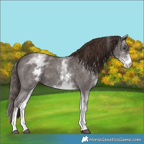 Horse Color:White Spotted Liver Chestnut Sabino 