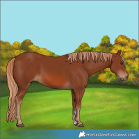 Horse Color:Chestnut 
