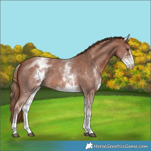 Horse Color:White Spotted Chestnut Sabino 