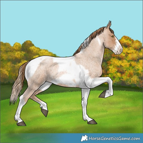 Horse Color:Red Roan Pearl Tobiano Frame 
