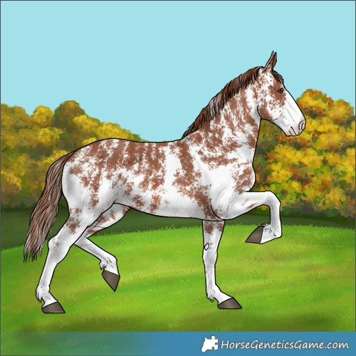 Horse Color:Chestnut Sabino 