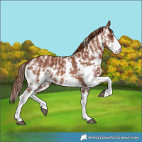 Horse Color:Chestnut Sabino