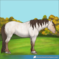 Horse Color:Amber Champagne Roan Dun 