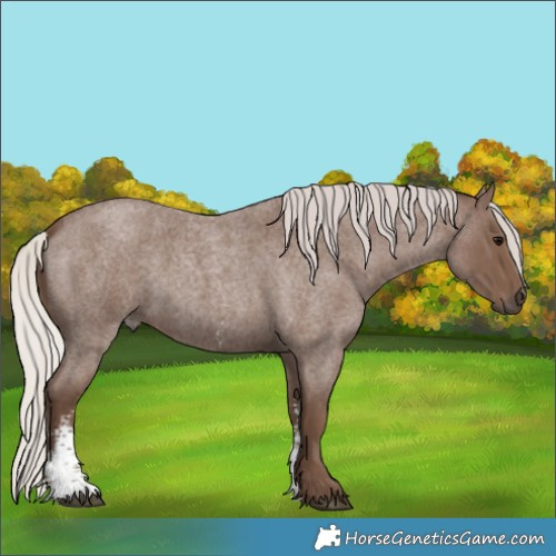 Horse Color:Silver Blue Roan Sabino