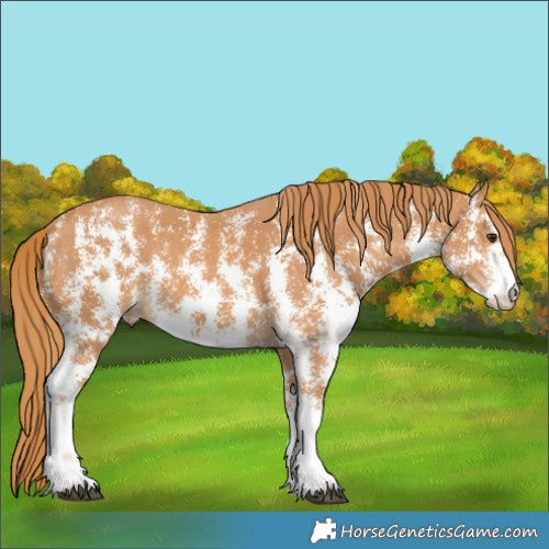 Horse Color:Chestnut Sabino