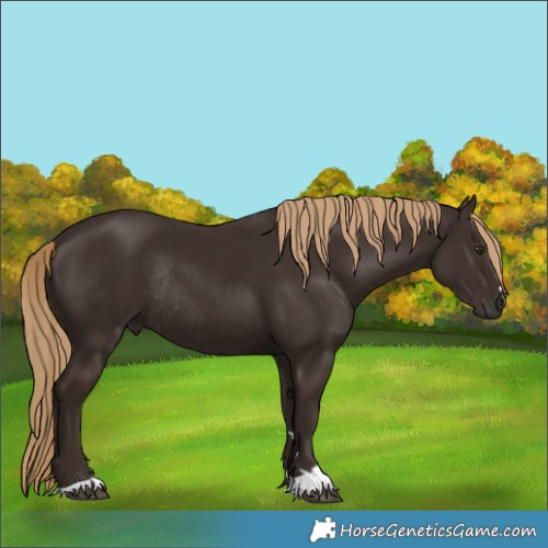 Horse Color:Liver Chestnut Rabicano