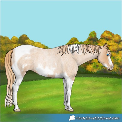 Horse Color:Red Roan Pearl Tobiano Frame 