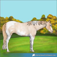 Horse Color:Red Roan Pearl Tobiano Frame 