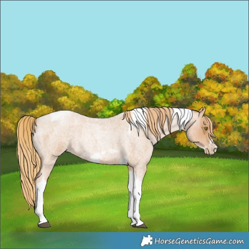 Horse Color:Red Roan Pearl Tobiano Frame 