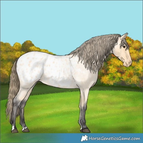 Horse Color:Buckskin Roan Appaloosa 