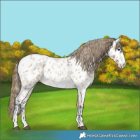 Horse Color:Buckskin Roan Near Leopard 