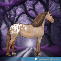 Horse Color:Red Dun Appaloosa