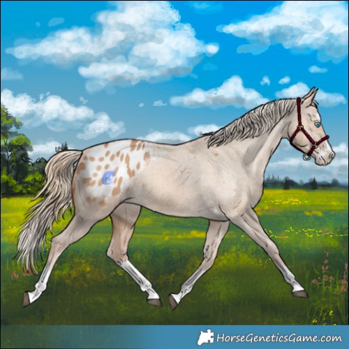 Horse Color:Red Dun Splash Appaloosa 
