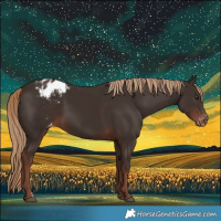 Horse Color:Liver Chestnut Appaloosa