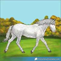 Horse Color:Palomino Appaloosa