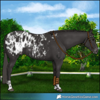 Horse Color:Smoky Black Appaloosa and Smoky Black Appaloosa