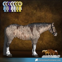 Horse Color:Brown Dun Sabino Tobiano Appaloosa Brindle