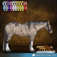 Horse Color:Brown Dun Sabino Tobiano Appaloosa Brindle