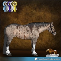 Horse Color:Brown Dun Sabino Tobiano Appaloosa Brindle 