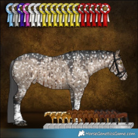 Horse Color:Brown Dun Sabino Tobiano Appaloosa Brindle 