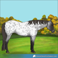 Horse Color:Smoky Blue Roan Appaloosa 